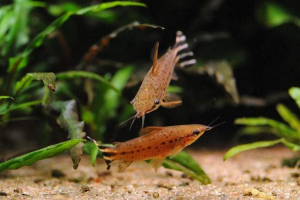 Dianema stroichvostaya (wintergright) - resident aquarium